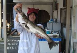 円山川にてシーバス60cm！