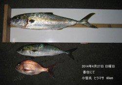 香住にてヒラマサ60㎝