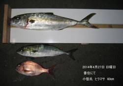 香住にてヒラマサ60㎝