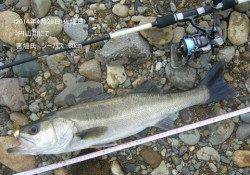 スプーンでシーバス60cmをキャッチ！in 円山川