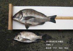 竹野で良型チヌの釣果あり！