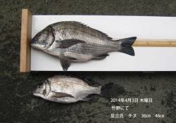 竹野で良型チヌの釣果あり！