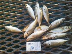 とっとパーク小島のサビキ釣り、16:30以…