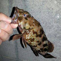 淀川河口周辺チニング釣行、ガシラとタケノコメバル