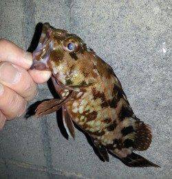 淀川河口周辺チニング釣行、ガシラとタケノコメバル