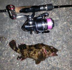 淀川河口周辺チニング釣行、ガシラとタケノコメバル