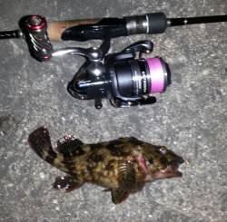 淀川河口周辺チニング釣行、ガシラとタケノコ…