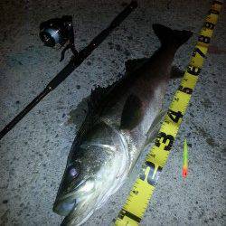 汐見埠頭でシーバス、ベタ凪ぎの海面を突如激しいバイト！