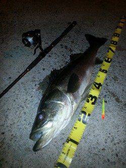 汐見埠頭でシーバス、ベタ凪ぎの海面を突如激しいバイト！