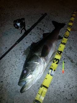 汐見埠頭でシーバス、ベタ凪ぎの海面を突如激…