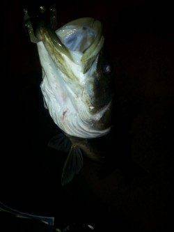 汐見埠頭でシーバス、ベタ凪ぎの海面を突如激しいバイト！