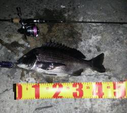 のっこみシーズン序盤〜淀川河口周辺チニング…