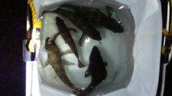 爆風の中のメバリング　りんくう周辺メバル釣果