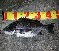 淀川河口周辺チニング〜スローフォールでアタリよくでました