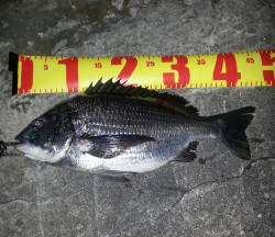 淀川河口周辺チニング〜スローフォールでアタ…