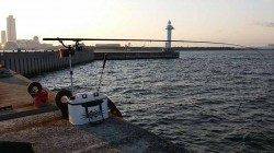 夢洲　のっこみチヌ狙いでチヌ4尾☆