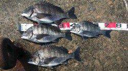 夢洲　のっこみチヌ狙いでチヌ4尾☆