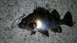 洲本メバリング&アジング〜メバル活性高くTOPで♪