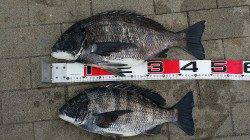 大阪南港のフカセ釣りでチヌ42㎝と49㎝