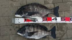 大阪南港のフカセ釣りでチヌ42㎝と49㎝