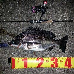 舞洲チニング、本命のほか高活性なガシラ・タケノコメバルもゲット