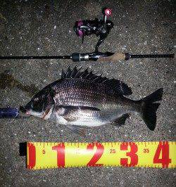 舞洲チニング、本命のほか高活性なガシラ・タケノコメバルもゲット