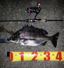 舞洲チニング、本命のほか高活性なガシラ・タ…