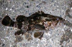 舞洲チニング、本命のほか高活性なガシラ・タケノコメバルもゲット