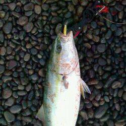 煙樹ヶ浜で青物〜ミノーでメジロ70cm3.5kg！