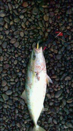 煙樹ヶ浜で青物〜ミノーでメジロ70cm3.5kg！