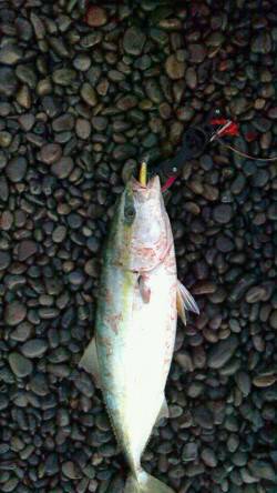 煙樹ヶ浜で青物〜ミノーでメジロ70cm3.…