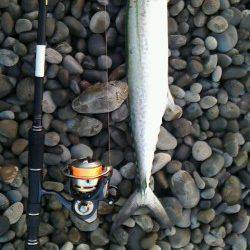 煙樹ヶ浜ルアーでサボシ