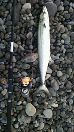 煙樹ヶ浜ルアーでサボシ
