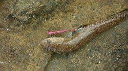 白浜で夜通しのルアーゲーム、コウイカにエソ