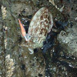 白浜で夜通しのルアーゲーム、コウイカにエソ