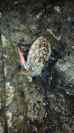 白浜で夜通しのルアーゲーム、コウイカにエソ