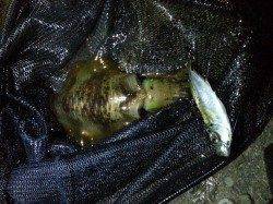 初めてのアオリイカのウキ釣り♪　