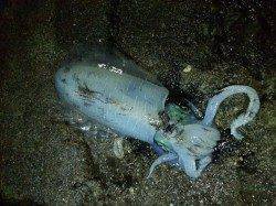 初めてのアオリイカのウキ釣り♪　