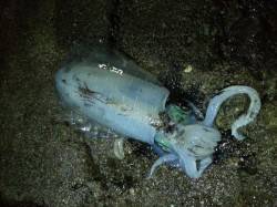 初めてのアオリイカのウキ釣り♪　