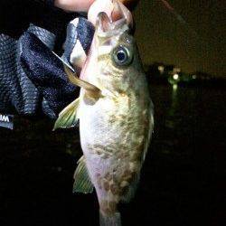 明石港メバリング〜潮のよれている所を丁寧に探ってHIT!