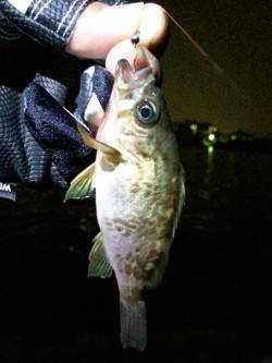 明石港メバリング〜潮のよれている所を丁寧に…