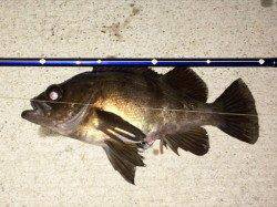 明石港メバリング〜潮のよれている所を丁寧に探ってHIT!