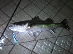 常夜灯を攻めると一発できました！ 洲本川シ…