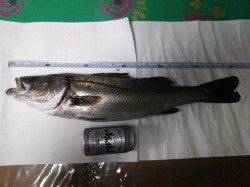 常夜灯を攻めると一発できました！ 洲本川シーバス