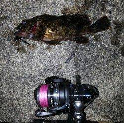 淀川河口周辺ダウンショットでチヌ狙い〜ガシラ・タケノコメバル