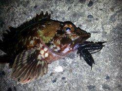 淀川河口周辺ダウンショットでチヌ狙い〜ガシラ・タケノコメバル