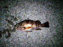 夕日港　いつもの丹後方面でメバリング★