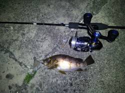 尾崎漁港〜周辺ランガンでのメバリング釣果