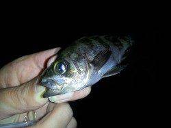 尾崎漁港〜周辺ランガンでのメバリング釣果