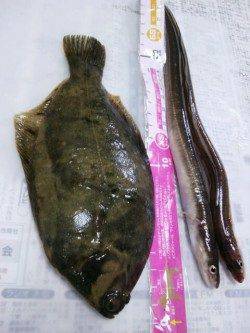 泉佐野食品コンビナート大阪側、第１投から大本命カレイが！